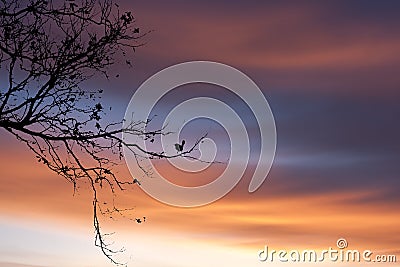 Silhouette of a bird on tree branch at sunset