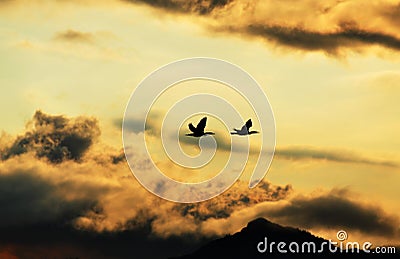 Silhouette of birds flying home in dark storm clouds