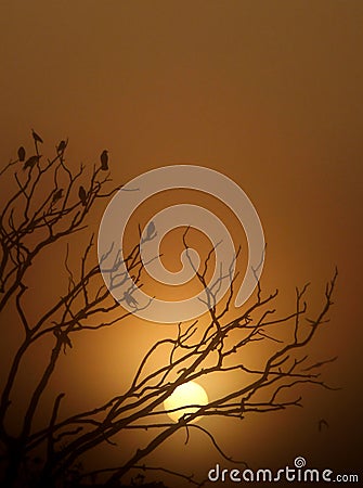Silhouette of birds in tree at sunrise