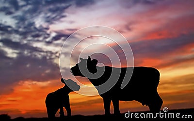 Silhouette of Cow and Calf