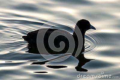 Silhouette of Eurasian Coot Swimming