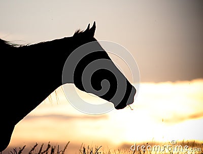 Silhouette horse head