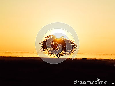 Silhouette of Lonely tree at sunrise with mist as background