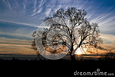 Silhouette of an old oak