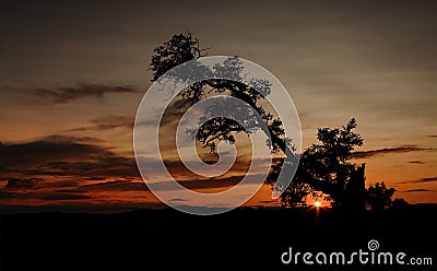 Silhouette of old tree during african sunset