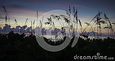 Silhouette of Sea Oats