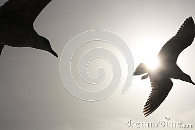 Silhouetted birds in flight