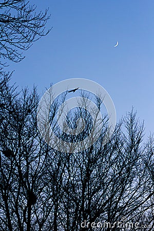 Silhouettes bird moon trees