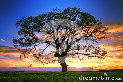 Silhueta grande no campo, tiro da rvore do por do sol