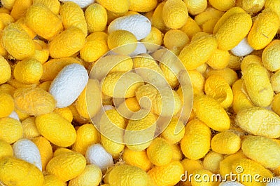 Silkworm cocoon, white and yellow silk worm