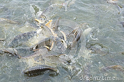 Silver barb fish eating bread