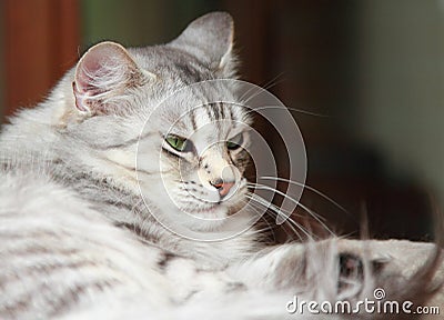 Silver cat of siberian breed