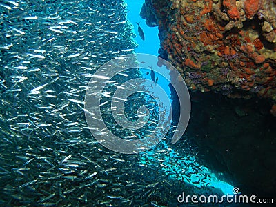 Silver fish on reef