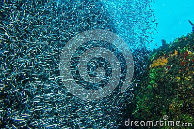 Silver fish on reef