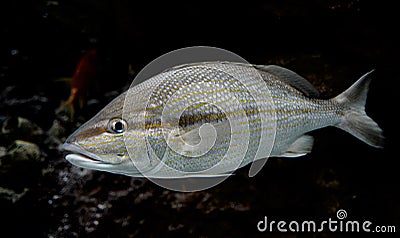 Silver fish underwater