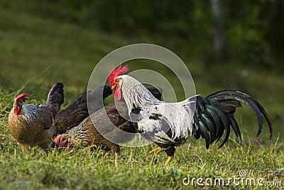 Silver Leghorn hens and rooster