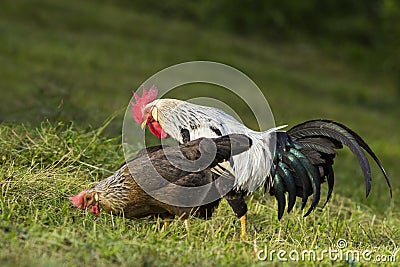 Silver Leghorn hens and rooster