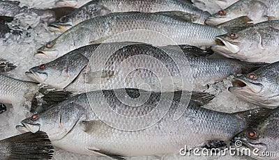 Silver perch fish (Lates calcarifer)