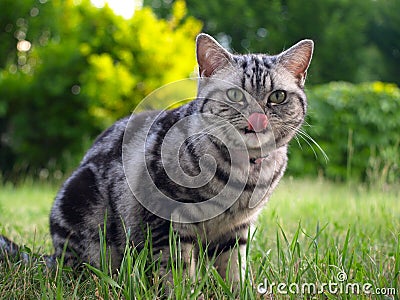 Silver tabby cat licking with tongue