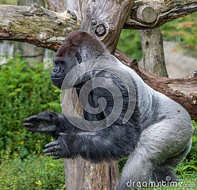 Silverback gorilla Bokito clapping and looking fi