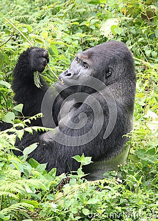 Silverback lowland gorilla eating lunch in the Con
