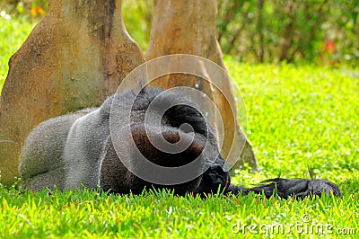 Silverback lowland gorilla sleeping