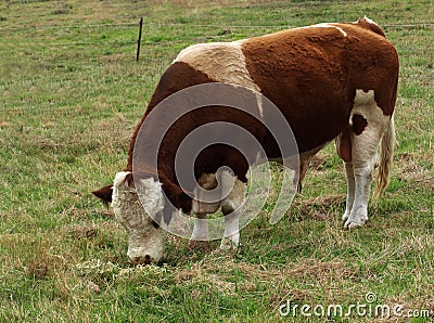 Simmental bull Australian beef cattle breed