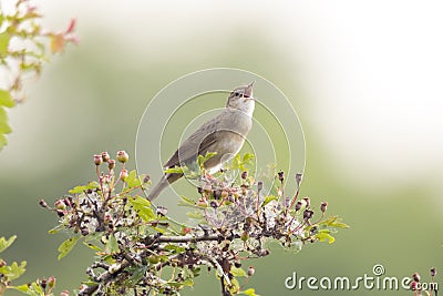 Singing bird in search for a mate