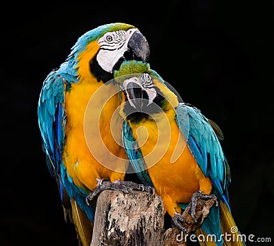 Single blue and gold macaw parrot