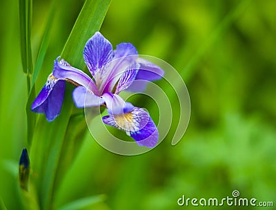 Blue Iris flower on green