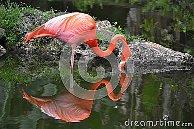 A single flamingo