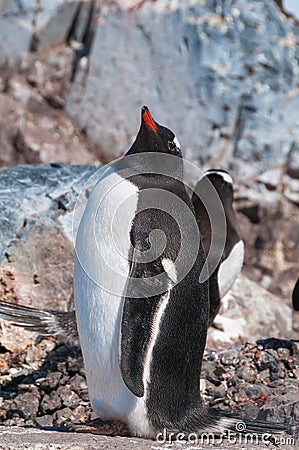 Single gentoo penguin