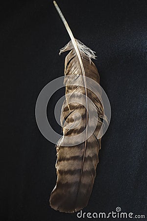 A Single Hawk Feather