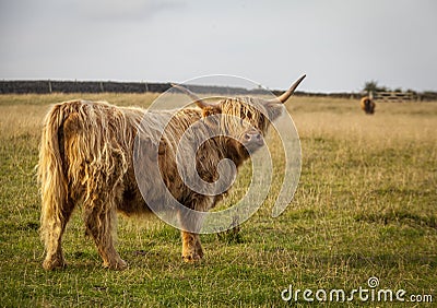 Single highland cattle cow field grazing