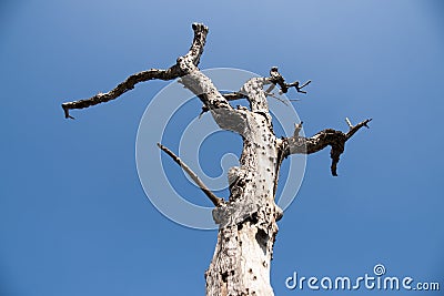 Single old and dead tree isolated