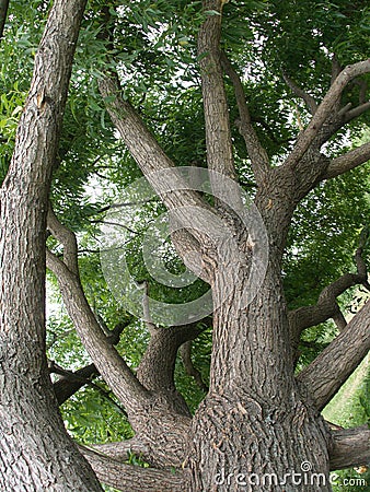 Single old tree with strong trunk and brown bark