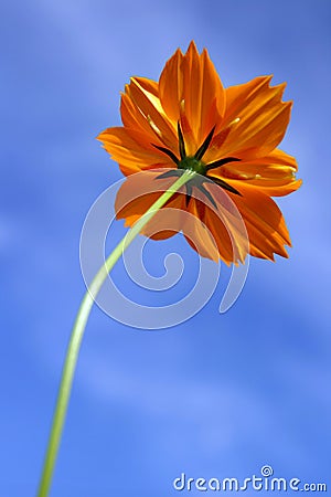 Single orange yellow flower and blue sky