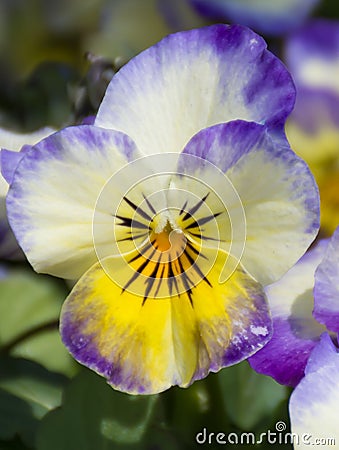 Single Pansy flower close-up