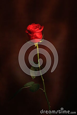 Single red rose