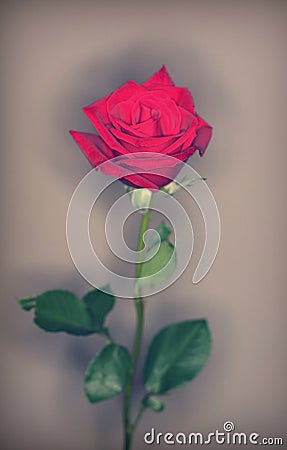 Single red rose