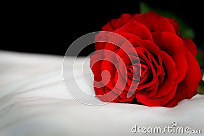 Single Red Rose