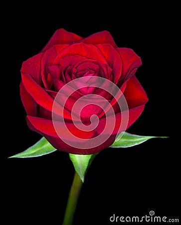 A Single Red Rose