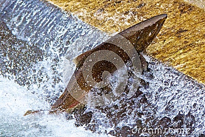 Single Salmon Jumping at Fish Latter Hatchery