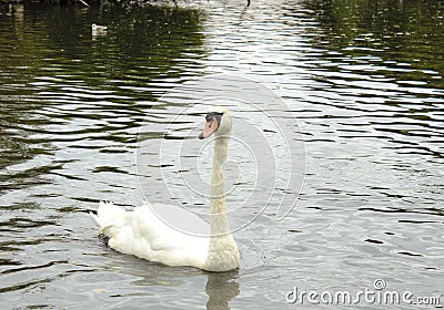 Single Swan On A Lake