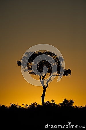 A single tree against an African sunset