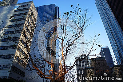 Single Tree and Buildings