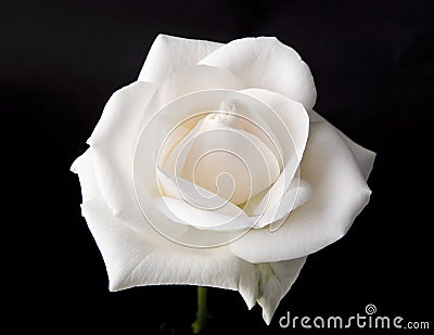 Single White Rose