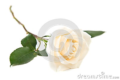 Single white rose