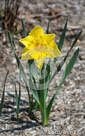 Single Yellow Daffodil