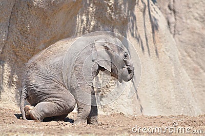 Sitting baby elephant